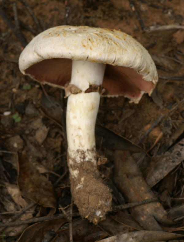 Argaricus arvensis